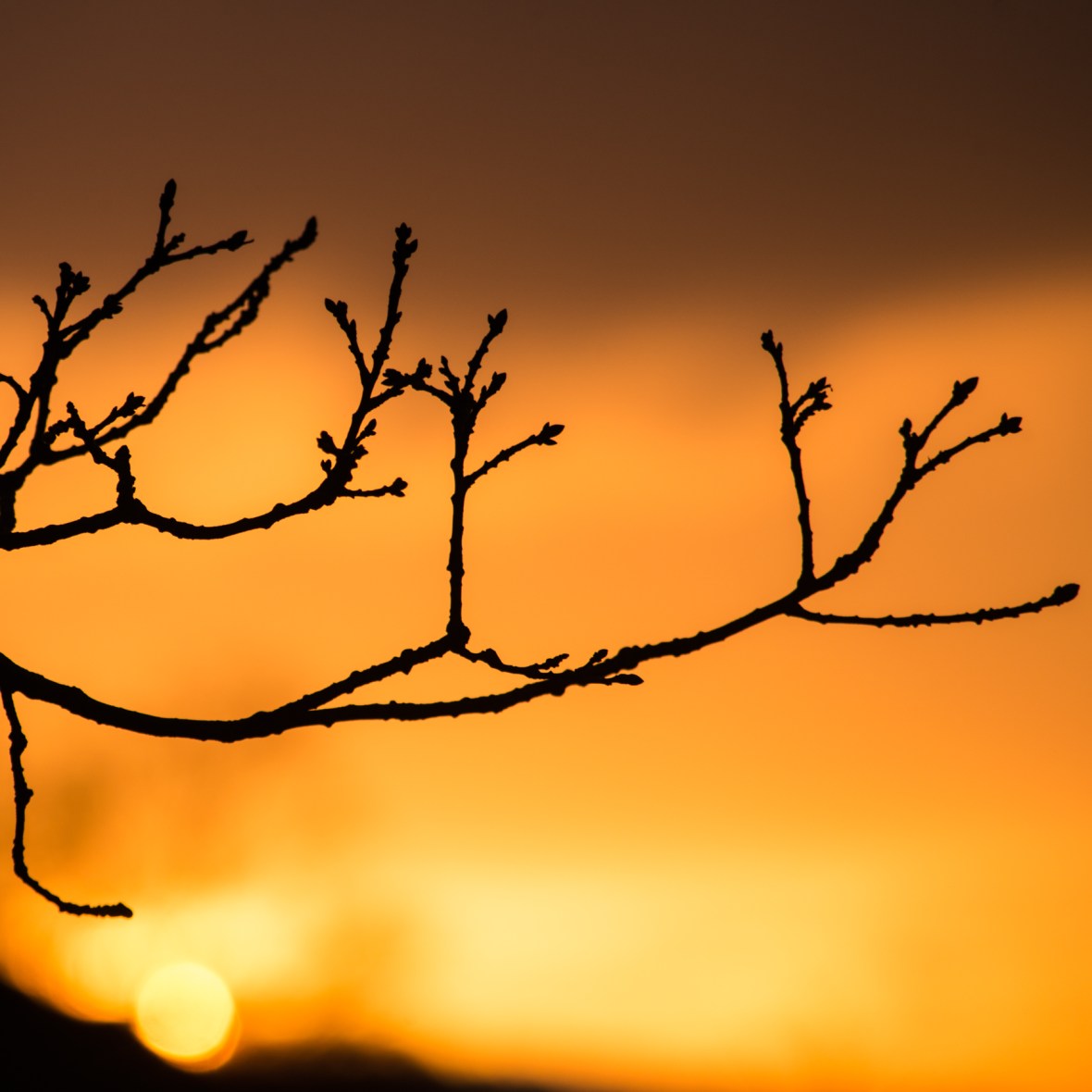 Sunset behing the Wasdale Oak in winter