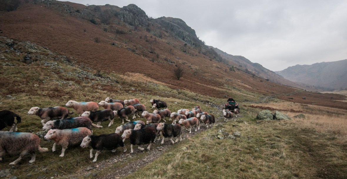 Stanley Jackson driving the tupped Herdwick ewes back to the fells in Langstrath