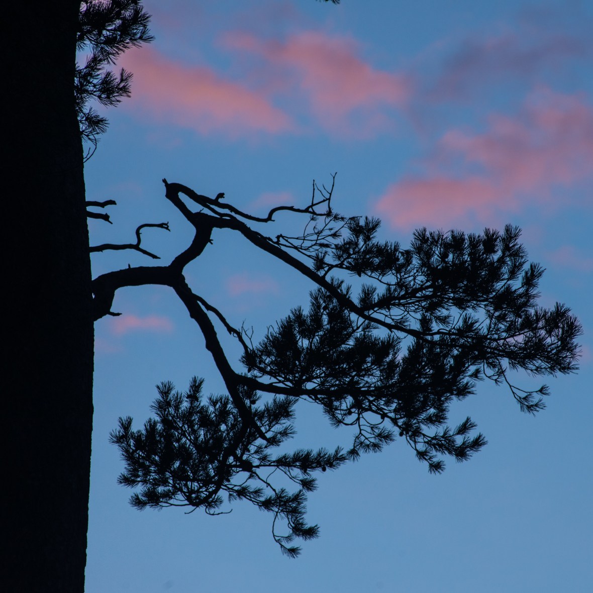 the Glencoyne Pine sunrise