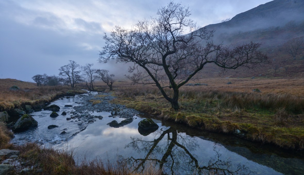 Trout Beck Alder just before sunset