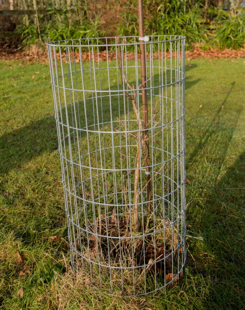 Oak planted with memorial plaque for the holocaust survivors