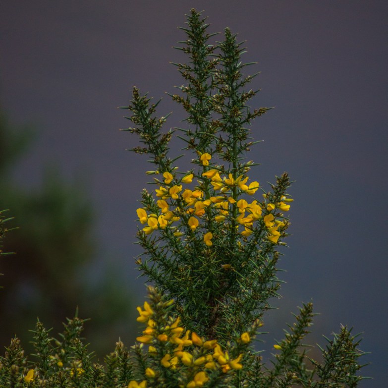 Burst of yellow from the gorse bushes.