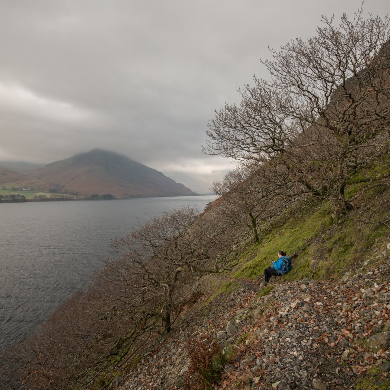 Harriet sat with the stand of oaks