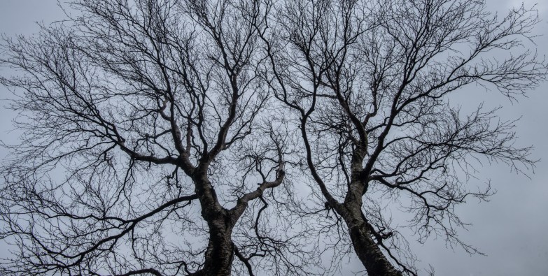 winter canopy : the Langstrath Birch