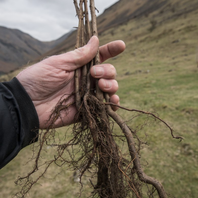 A handful of trees to be planted at Wasdale.