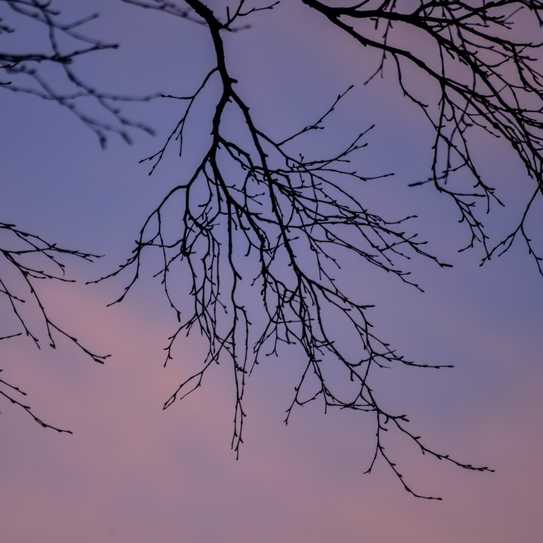 pink sky behind the birch