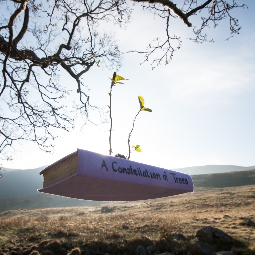 The Long View installation at the Troutbeck Alder: A Constellation of Trees
