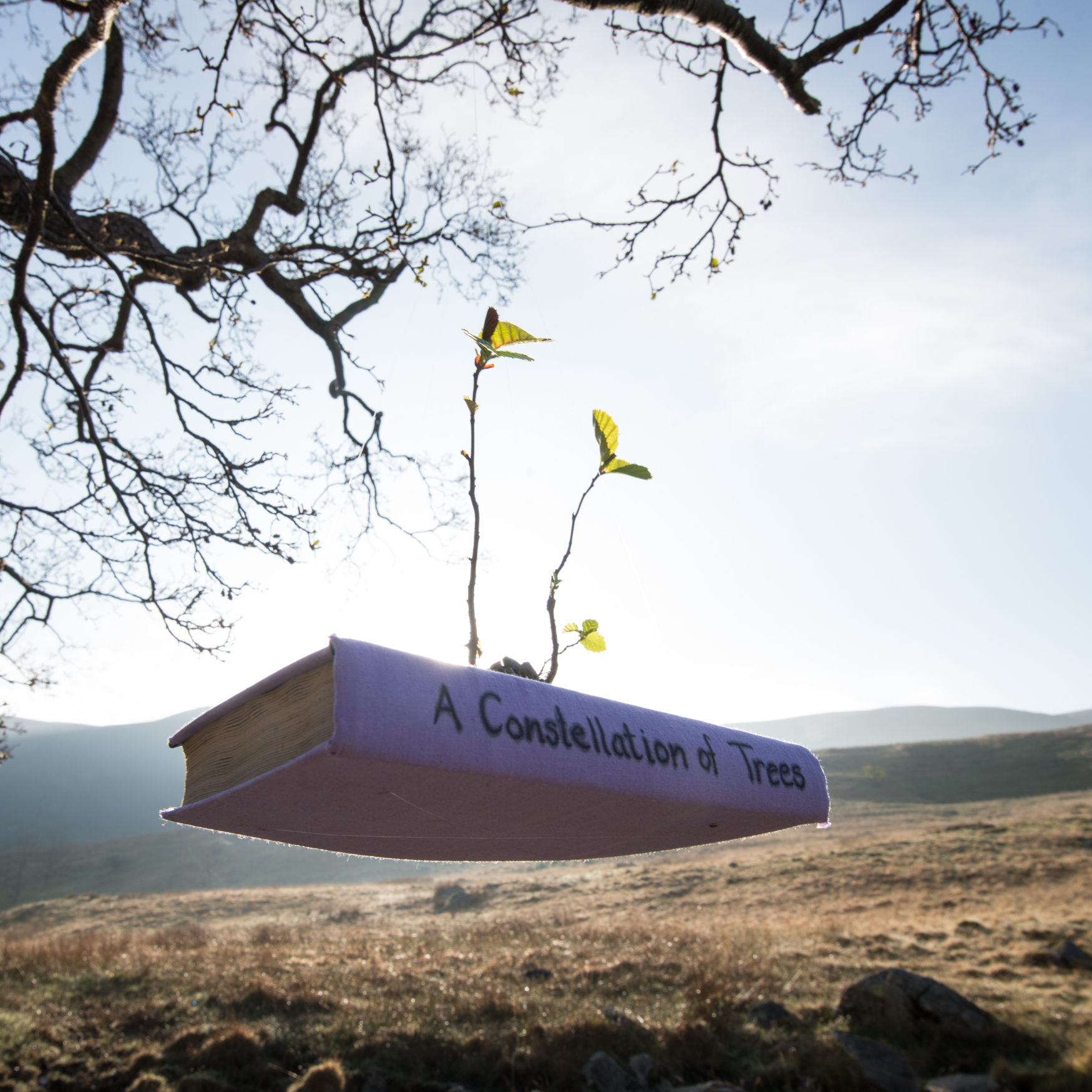 The Long View installation at the Troutbeck Alder: A Constellation of Trees