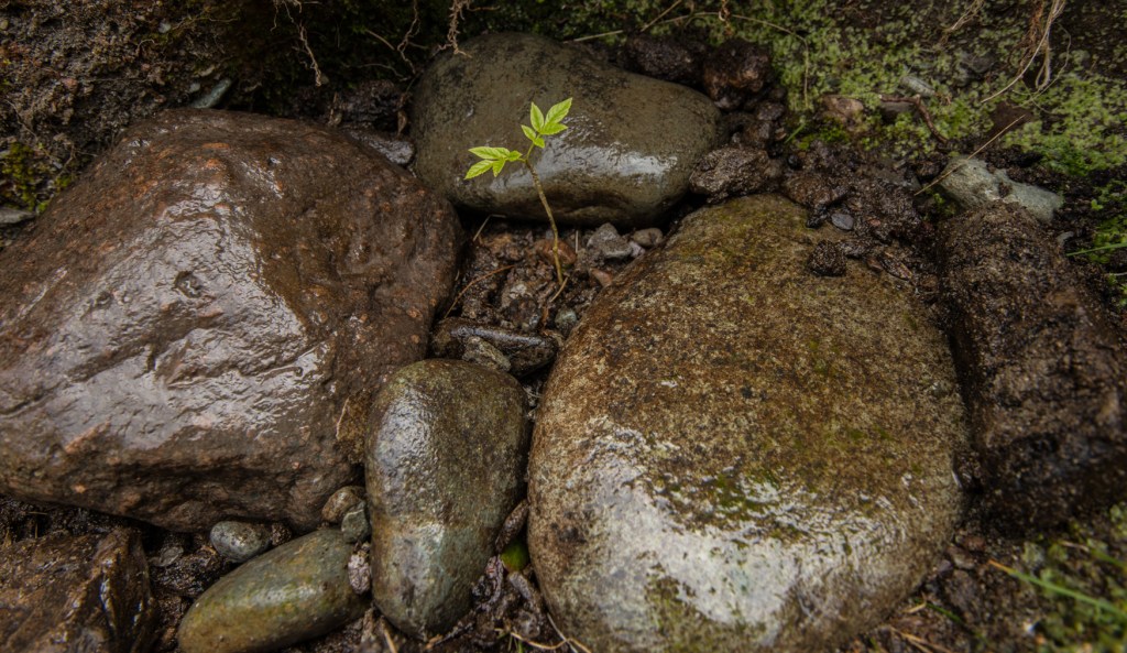 Ash sapling replanted