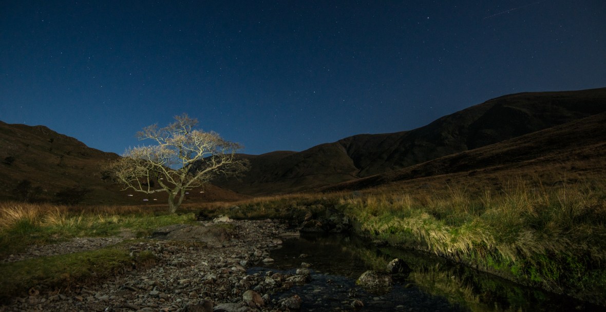 Trout Beck Alder and books, suspended, under moonlight