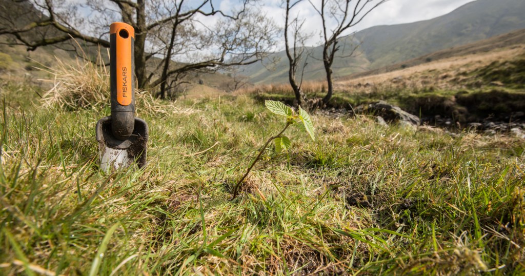 Hazel sapling planted beside Trout Beck