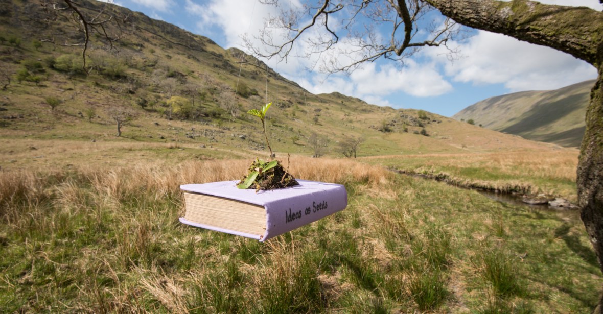 Ideas as Seeds The Long View Installation Number 7: Book wrapped in violet cloth with sapling inside