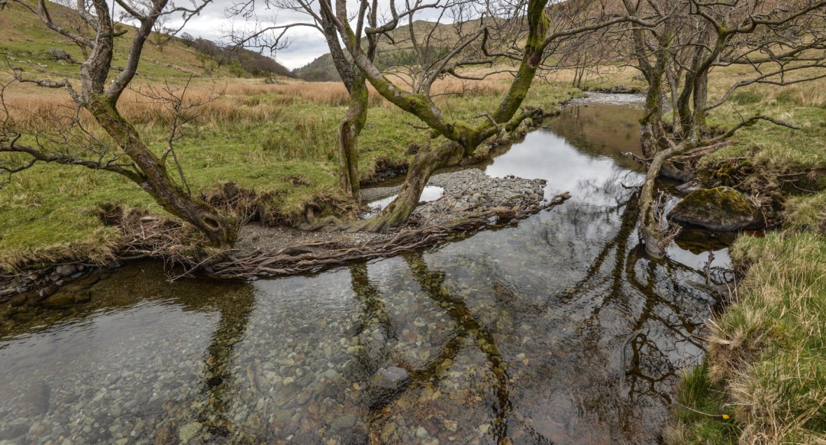 Alder roots in water, Trout Beck