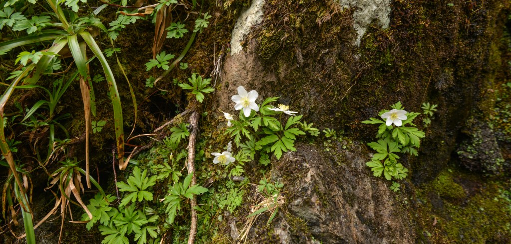 Wood Anemones in Trout Beck