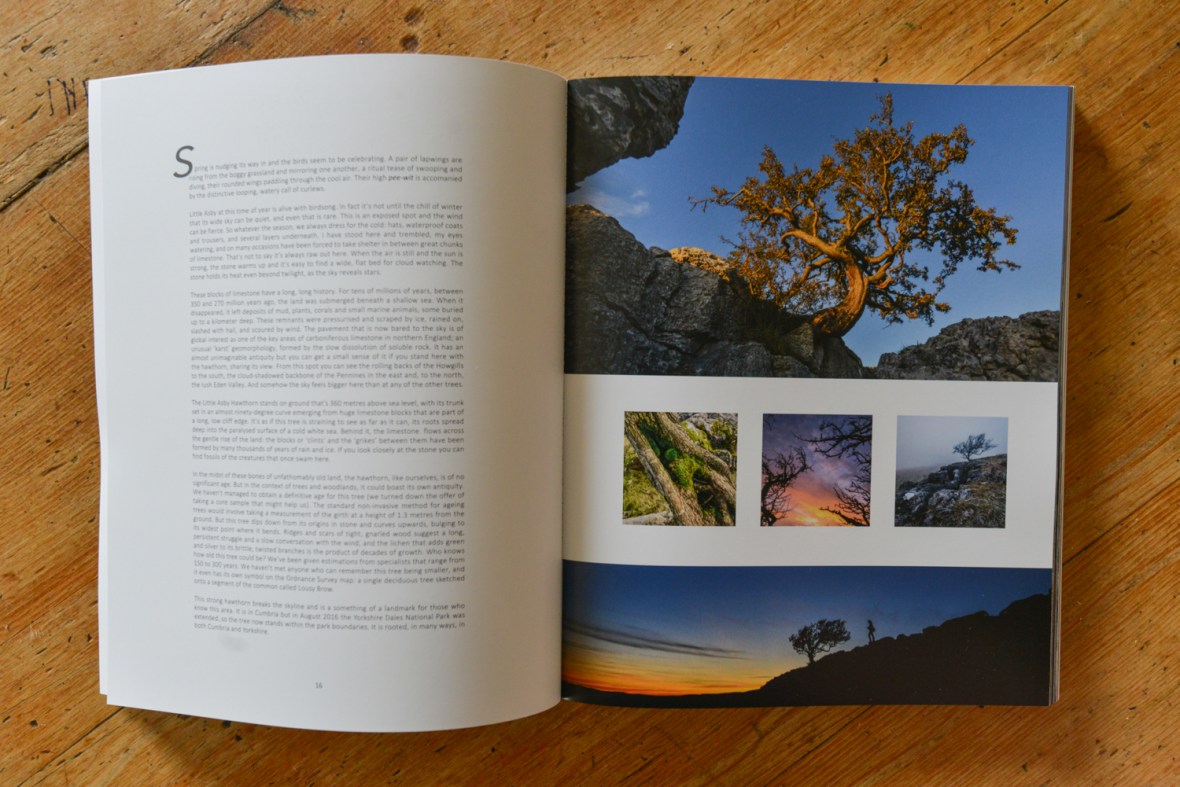 The Long View book - section from the Little Asby Hawthorn