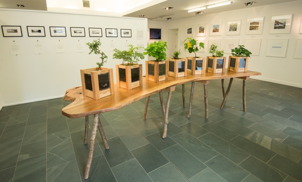 Life Support. Seven real trees representing the seven different tree types we responded to through The Long View. Planters made of ash, the support is a single piece of elm.
