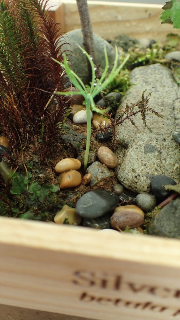 Scots pine seedling sprouting at Grizedale Forest