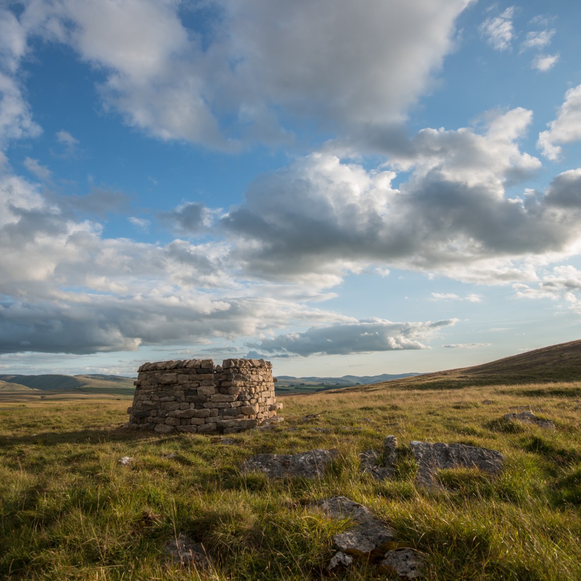 treefold:east in evening light