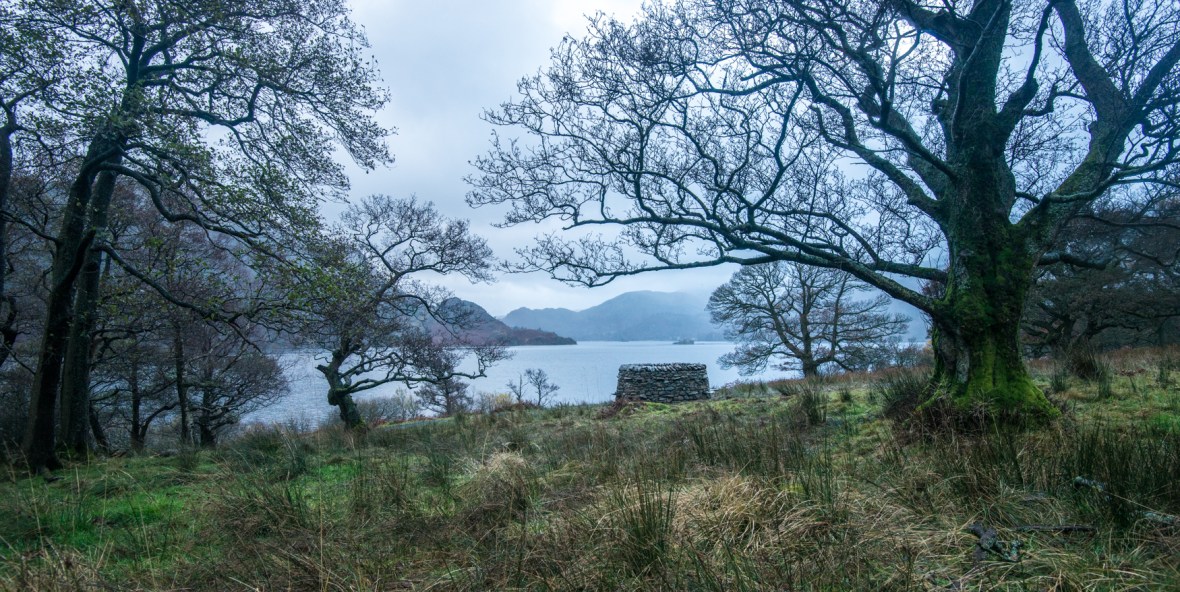 treefold:north Glencoyne Park