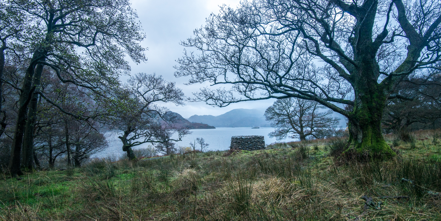 treefold:north Glencoyne Park