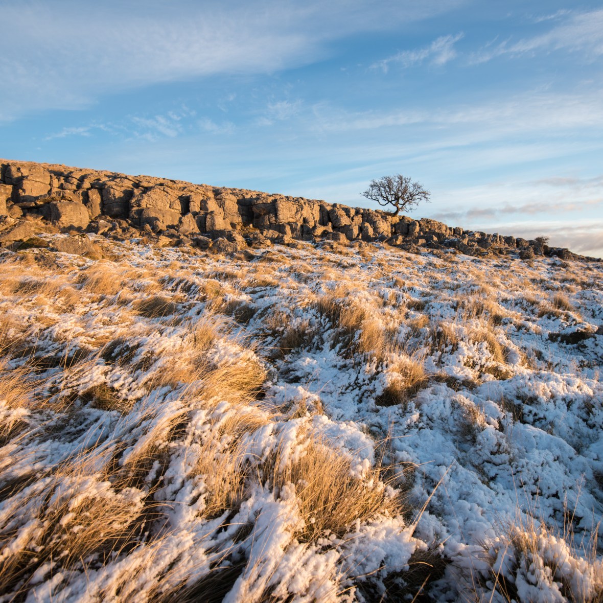 the Little Asby Hawthorn at dawn in December