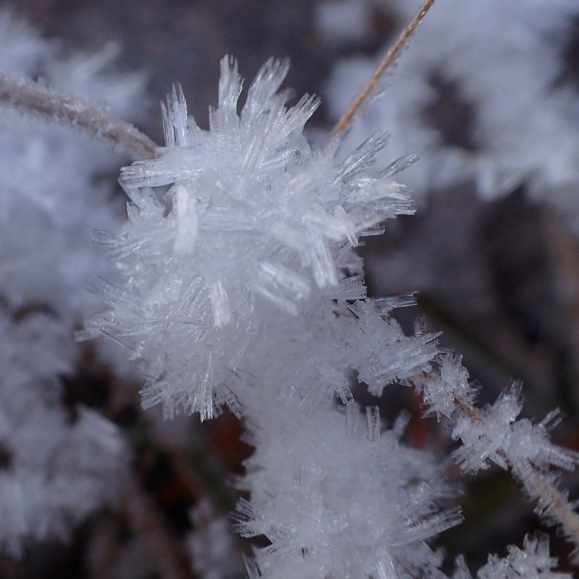 ice crystals in grass Little Asby Common