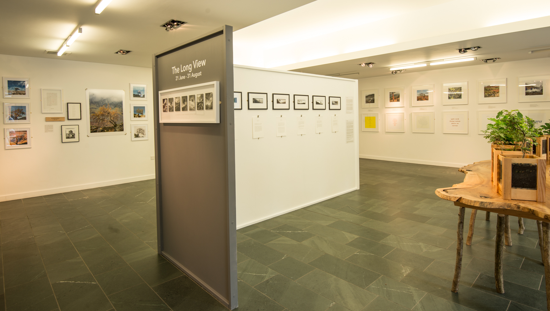 The Long View at Grizedale