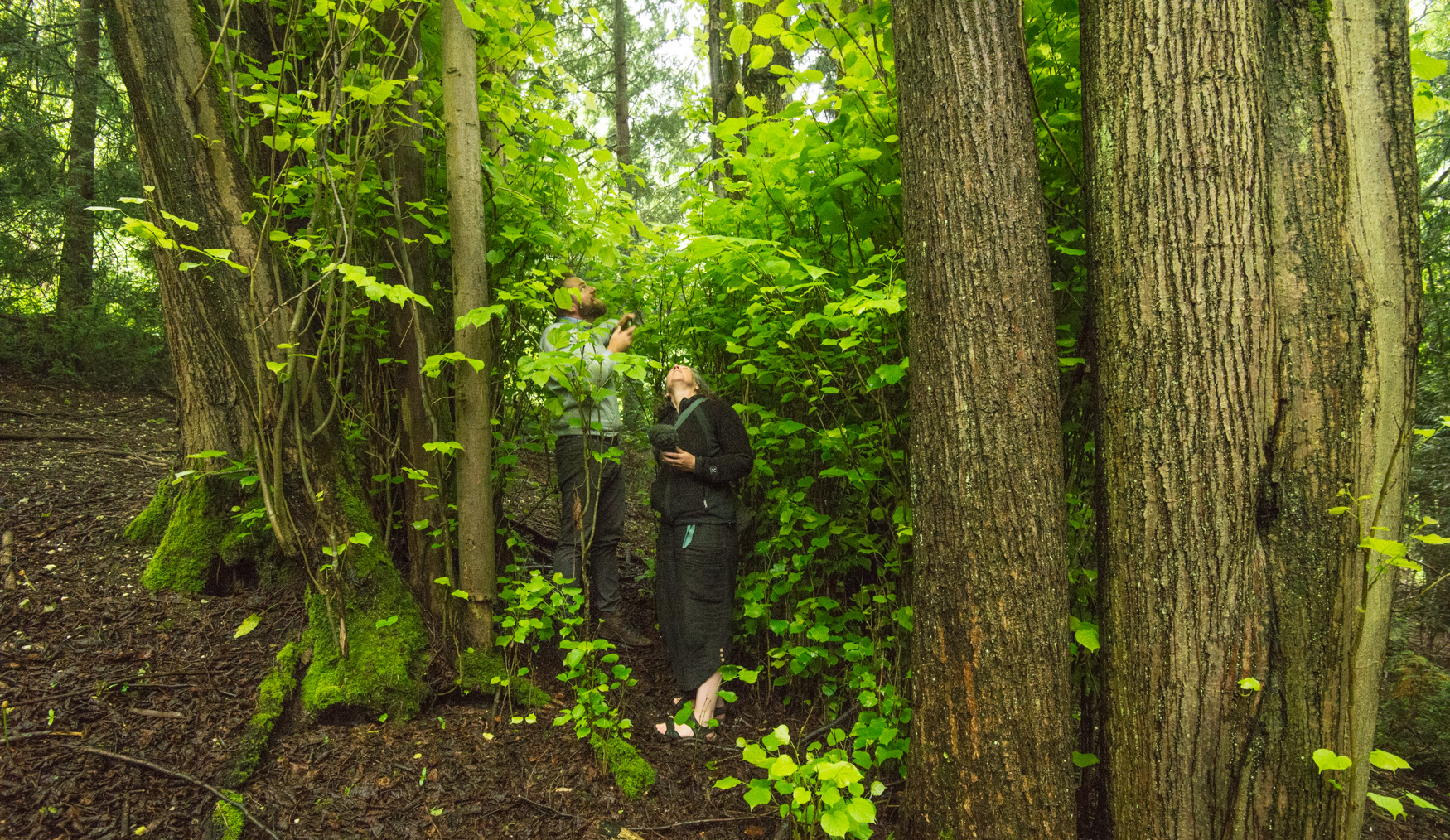 Harriet interviewing Nick Heasman inside the lime tree.