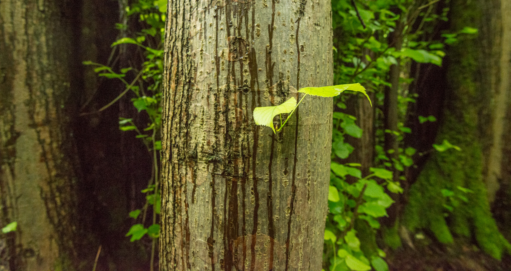 detail of the lime tree.