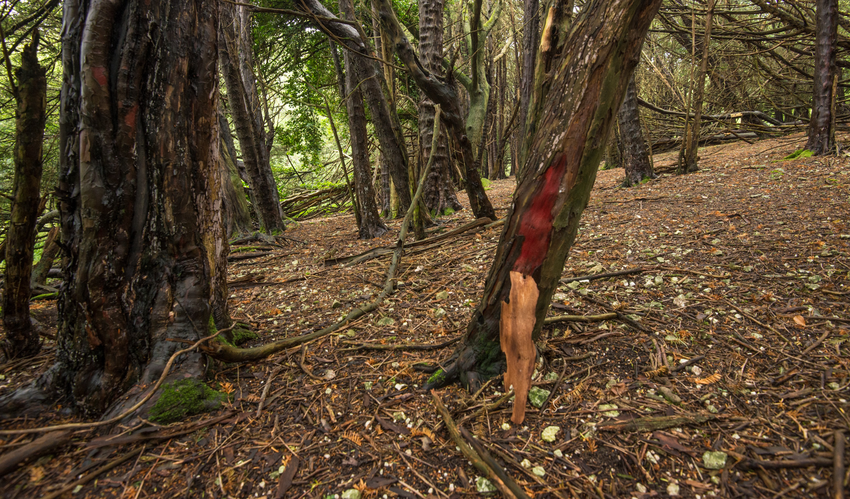 The peeled back bark of one of the yews reveals a blood red layer.