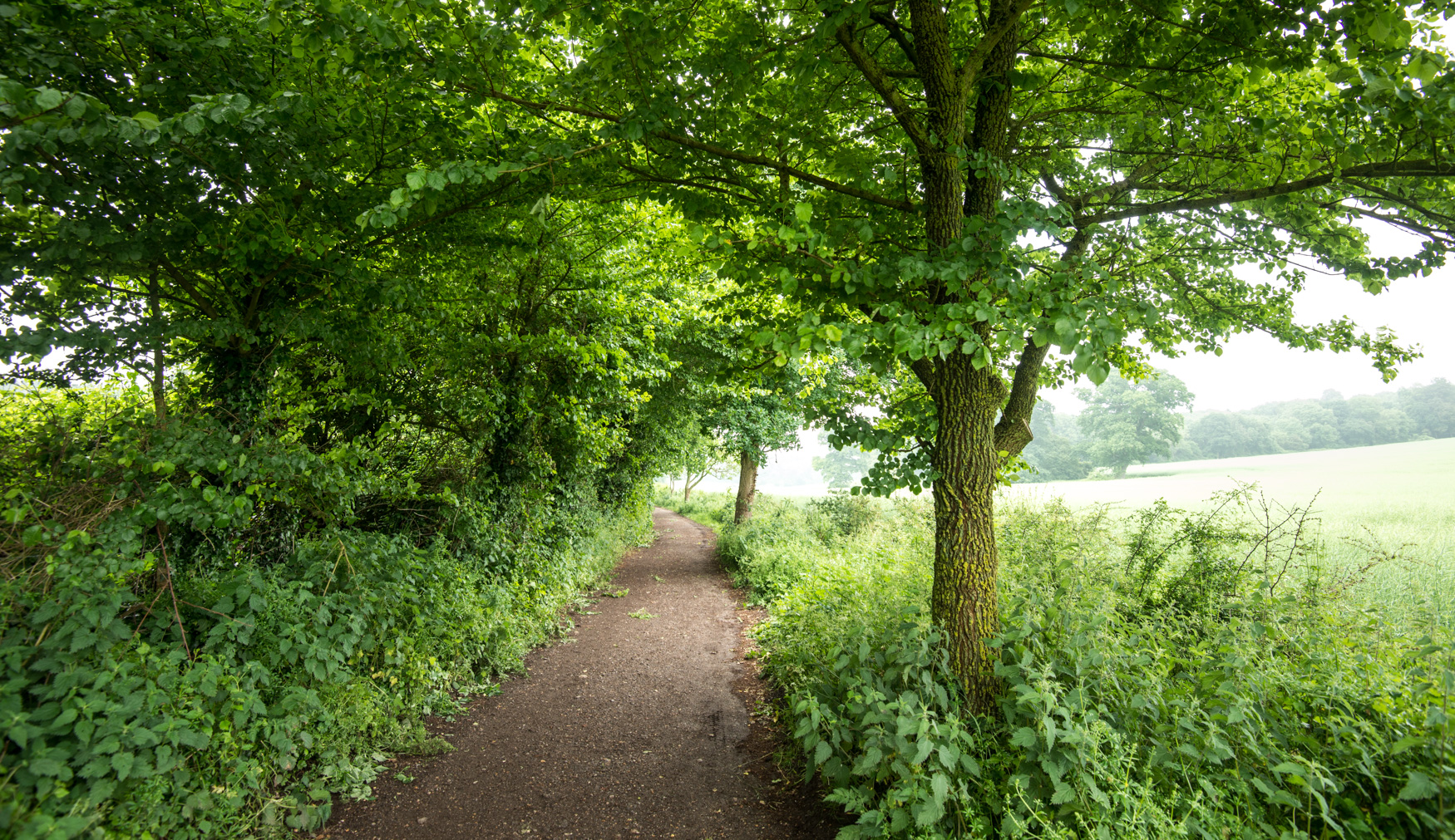 English elm line the path towards Kingley Vale