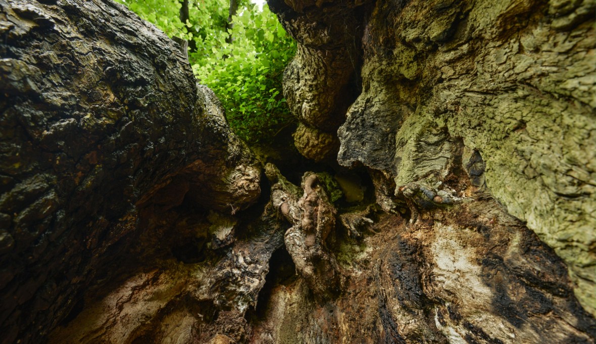 looking up into the hollow trunk of one of the Preston Elms