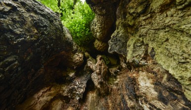 looking up into the hollow trunk of one of the Preston Elms