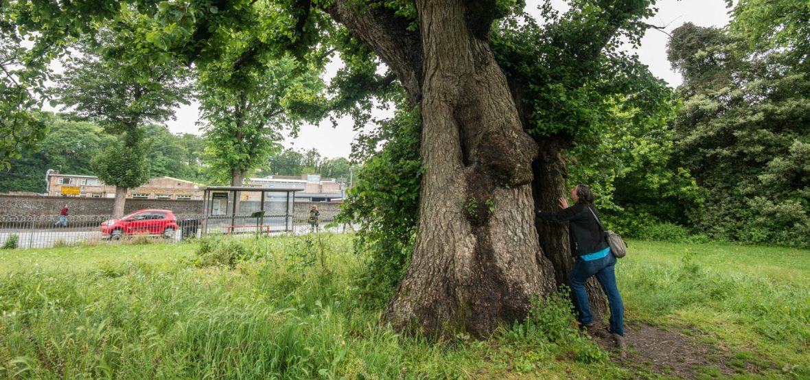 harriet with one of the Preston Elms