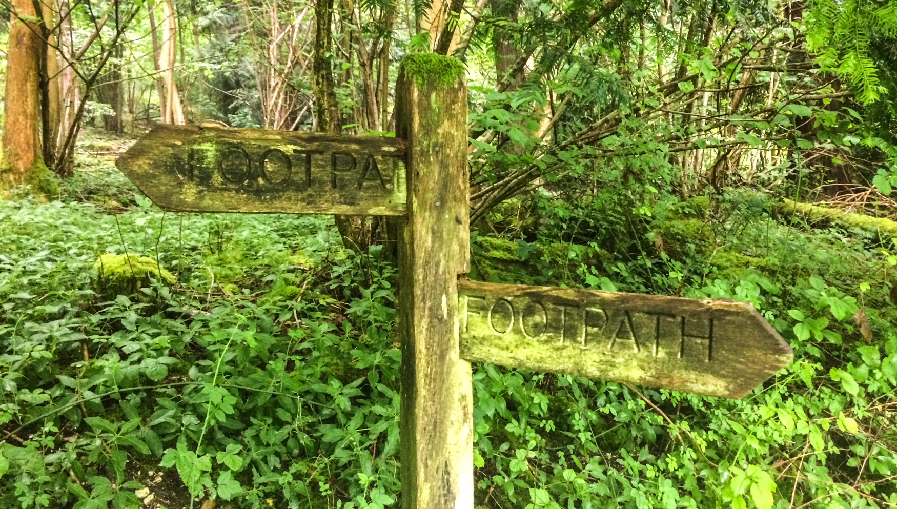 footpath near the lime tree.