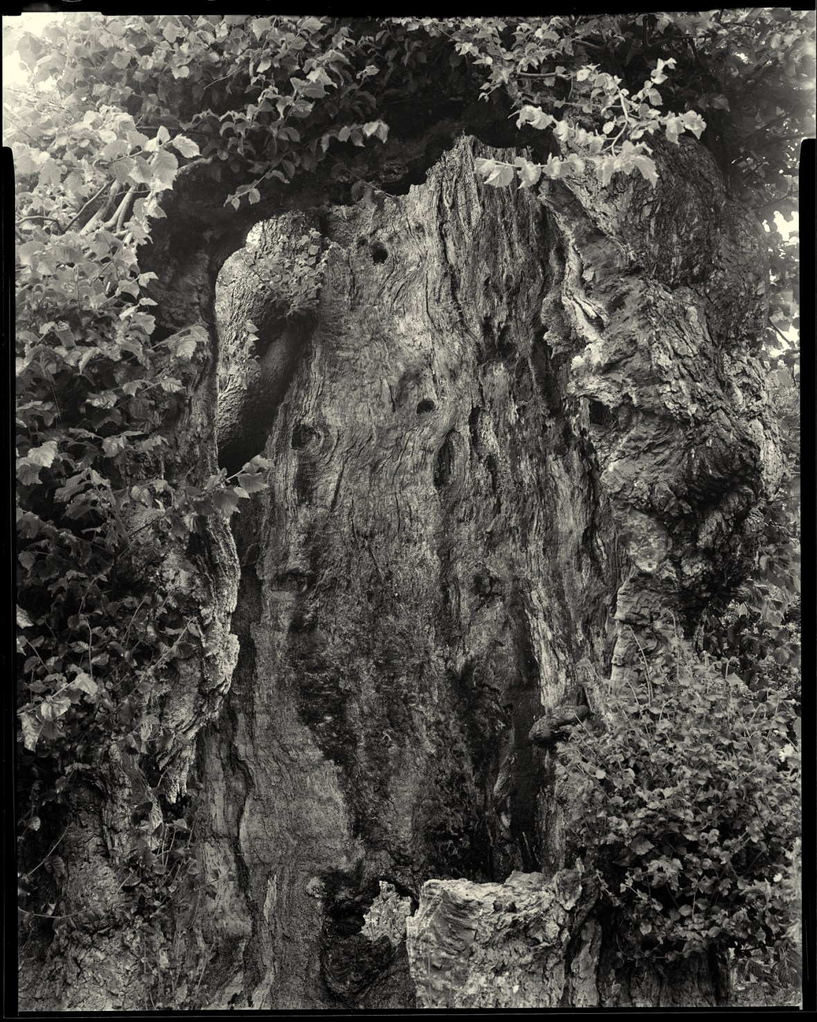 detail of the hollowing in one of thePreston Elms