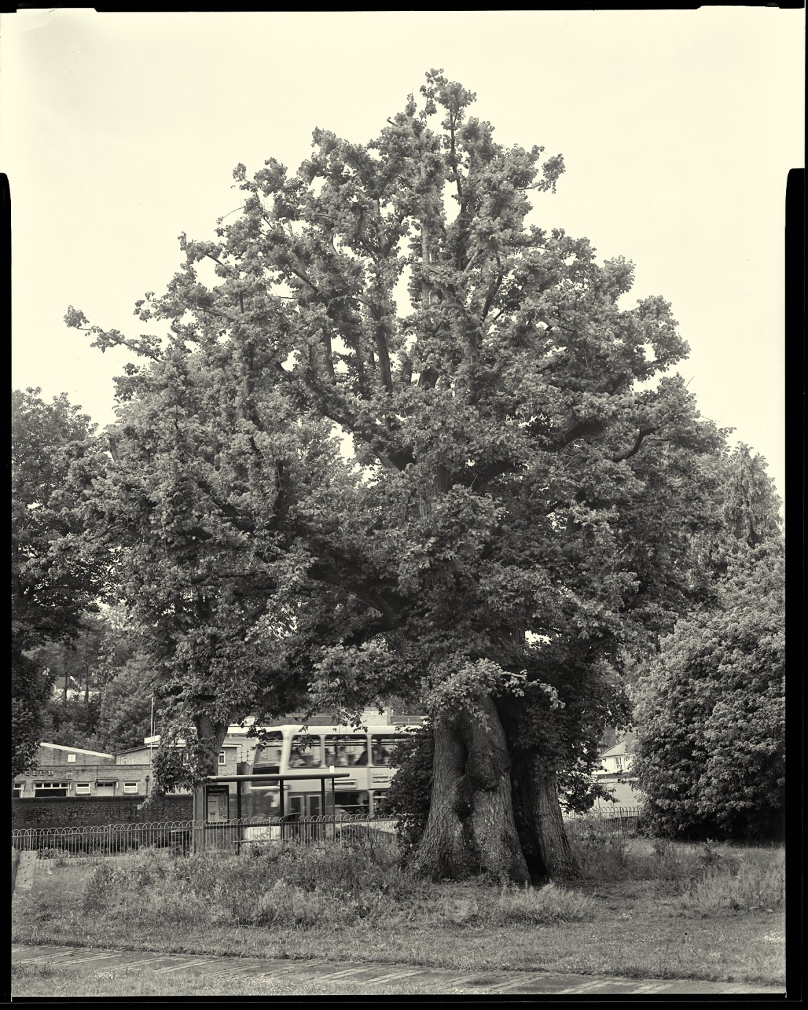 The more intact of the Preston Elms is close to one of the main routes into Brighton.