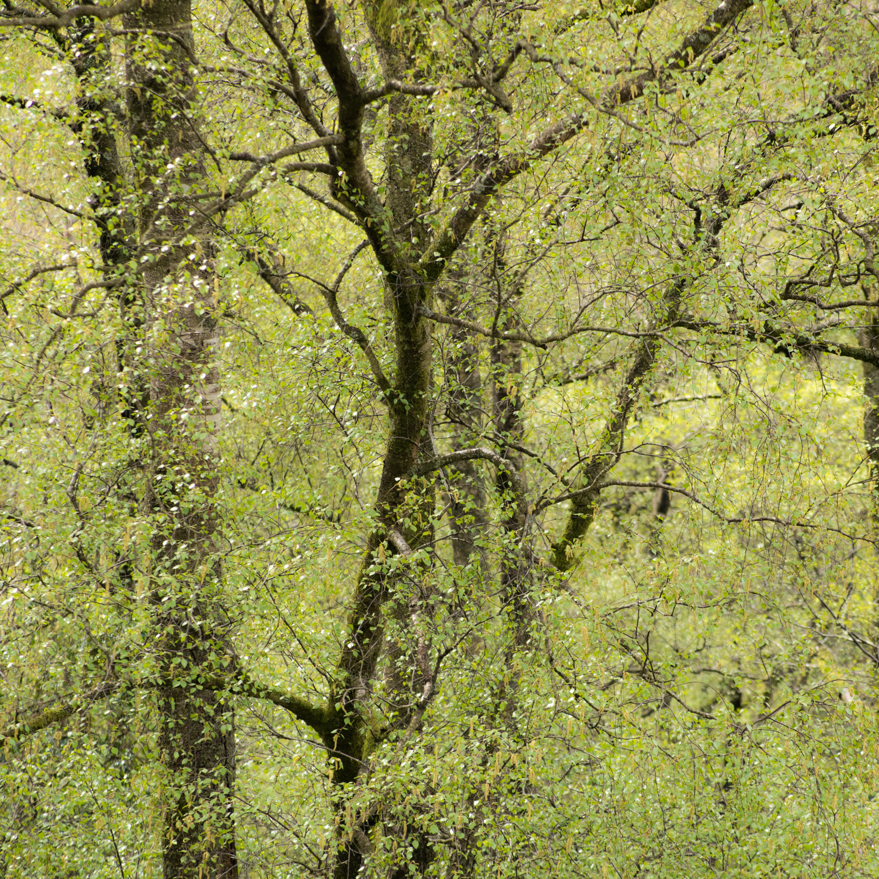 Troutbeck Valley woodland April 2019